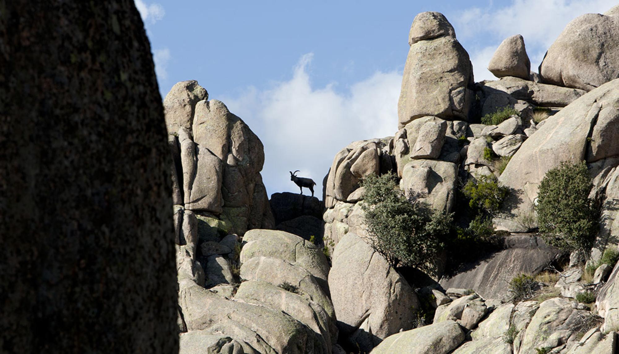 Una cabra montés en el entorno de La Pedriza
